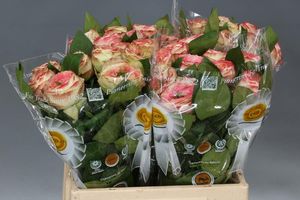 ROSE LATIN POMPON KENIA 40